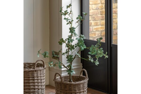 Potted Rhodoleia Tree