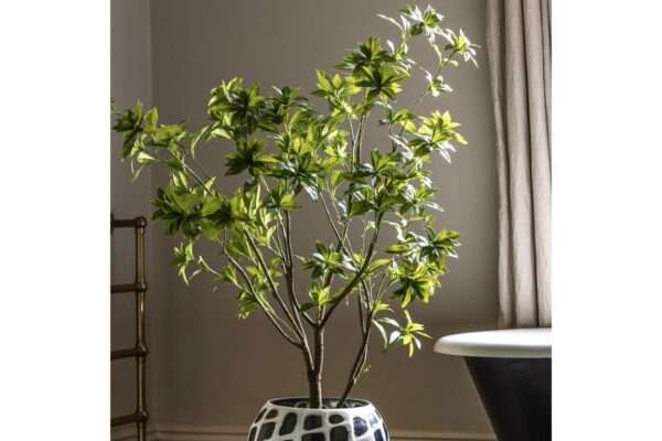 DF-GAL-5056693592778-featured Potted Pierisjaponica 5ft Tree