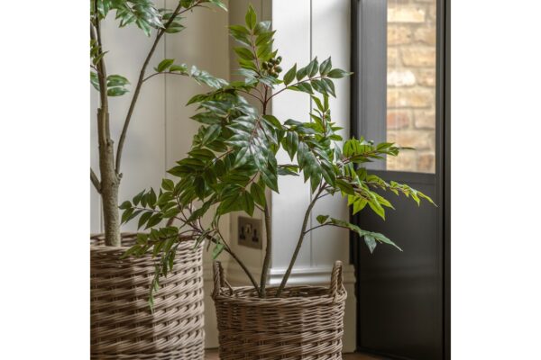 Potted Chinese White Olive Tree
