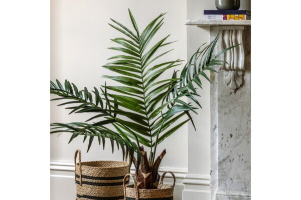 Potted King Kentia Palm Tree