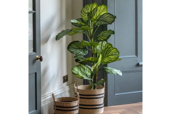 Potted Calathea Leaf Tree