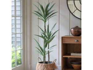 DF-GAL-5059413399152-featured Yucca Tree with 3 Heads