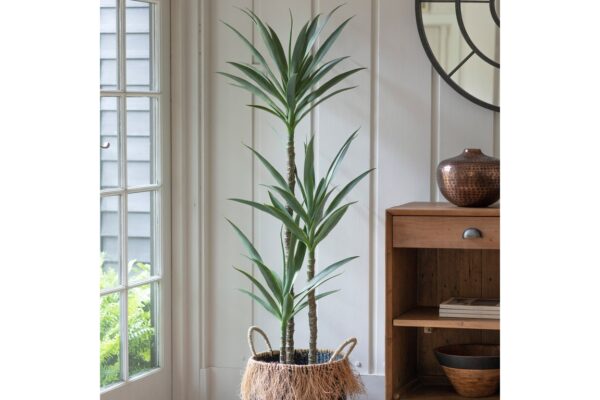 DF-GAL-5059413399152-featured Yucca Tree with 3 Heads
