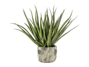 Aloe with Bark Effect Pot