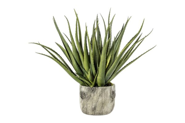 DF-GAL-5059413399169-featured Aloe with Bark Effect Pot