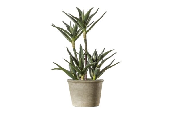 Potted Aloe