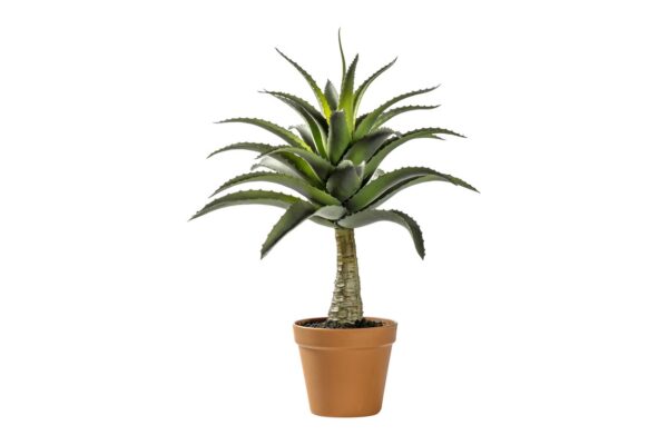 Potted Agave