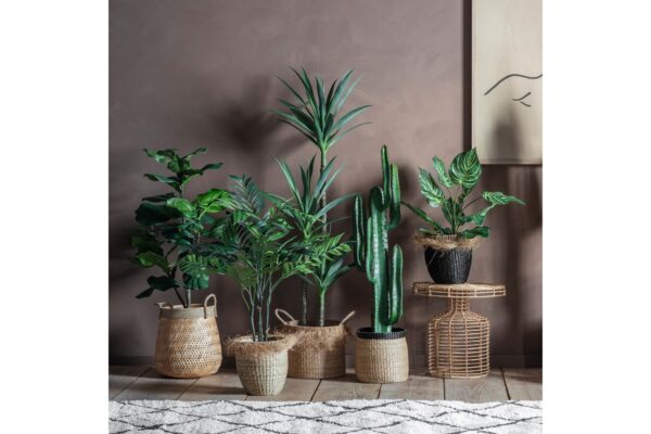 Fiddle Tree with 39 Leaves