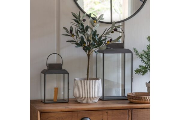 DF-GAL-5059413399848-featured Olive Tree