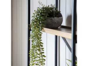 Trailing Fern in Soil Green