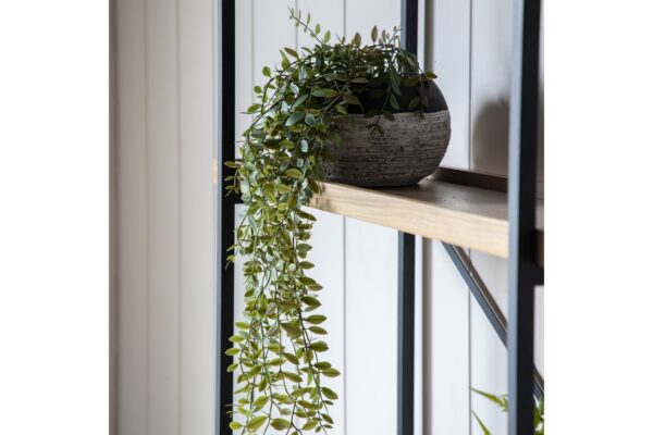 DF-GAL-5059413693779-featured Trailing Fern in Soil Green