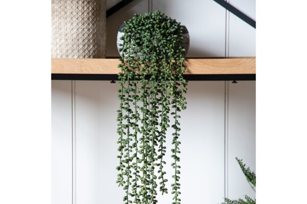 String of Pearls in Soil