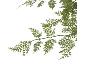 Trailing Wood Fern in Soil Green