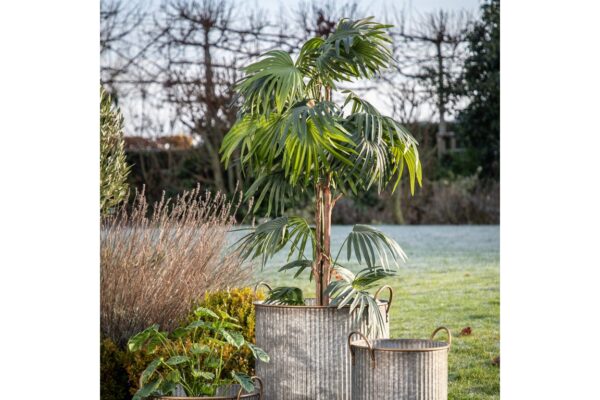 Chinese Fan Palm