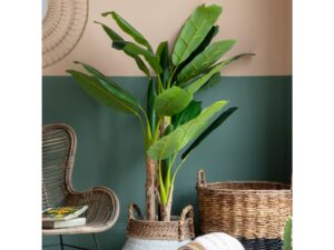 DF-GAL-5059413693960-featured Banana Palm Large
