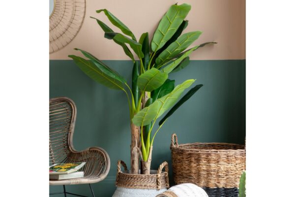 DF-GAL-5059413693960-featured Banana Palm Large