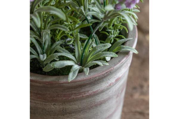 Potted Rustic Lilac Lavendar