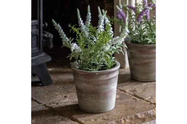 Potted Rustic White Lavendar