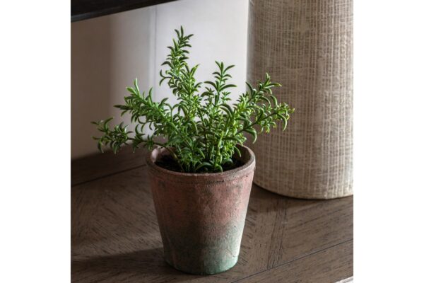 Potted Rosemary Terracotta