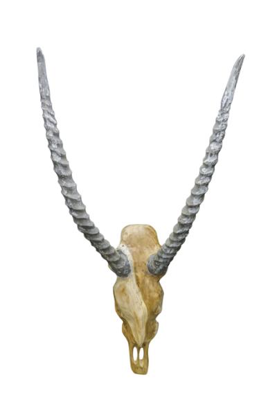 Vegan Hunting Trophy - Antelope Grey Horns
