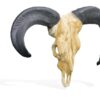 Vegan Hunting Trophy - Ram Black Horns