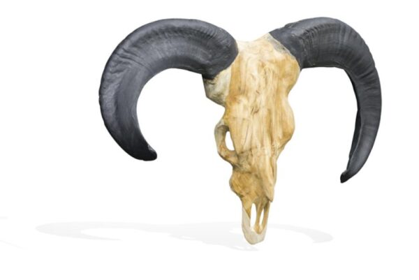 Vegan Hunting Trophy - Ram Black Horns