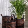 Tiger Basket Set of 3