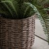 Potted Fern Plant