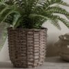 Potted Fern Plant