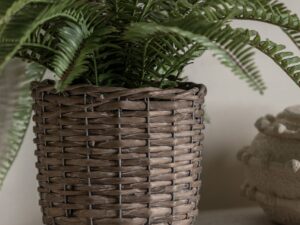 Potted Fern Plant