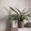 Potted Fern Plant