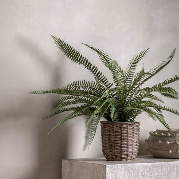 Potted Fern Plant