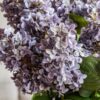 Vintage Cone Hydrangea Floral Stem 12pk