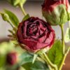 Faux Stem Vintage Rose 6pk
