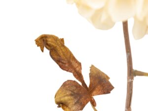 DF-GAL-5056693592433-1 Faux Stem Dahlia 6pk