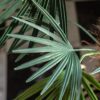 DF-GAL-5056693592570-3 Potted Statement Palm