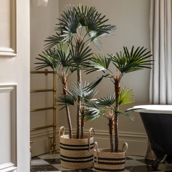 DF-GAL-5056693592570-4 Potted Statement Palm