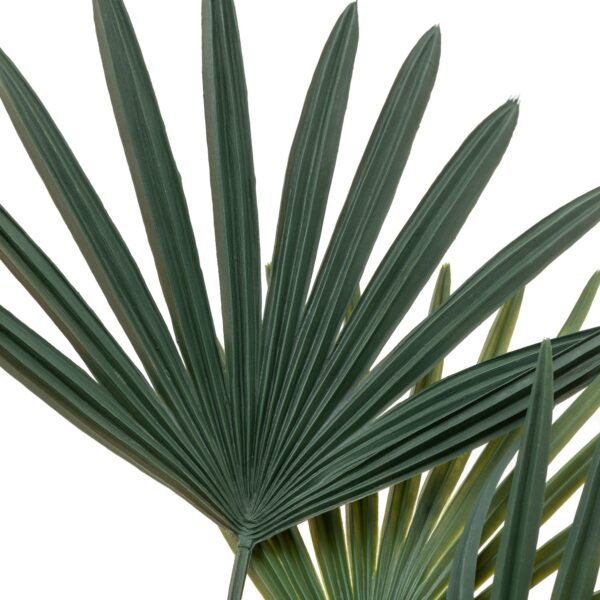 DF-GAL-5056693592570-5 Potted Statement Palm