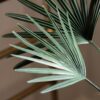 DF-GAL-5056693592587-3 Potted Statement Palm