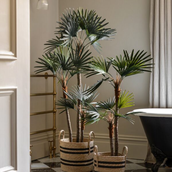 DF-GAL-5056693592587-4 Potted Statement Palm