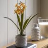 Orchid in White Ceramic Dot Pot