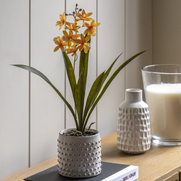 Orchid in White Ceramic Dot Pot