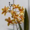 Orchid in White Ceramic Dot Pot