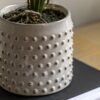 Orchid in White Ceramic Dot Pot