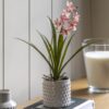 Orchid in White Ceramic Dot Pot