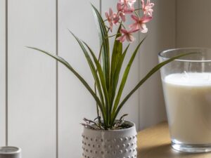 DF-GAL-5056693592631-1 Orchid in White Ceramic Dot Pot