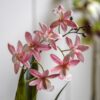 Orchid in White Ceramic Dot Pot