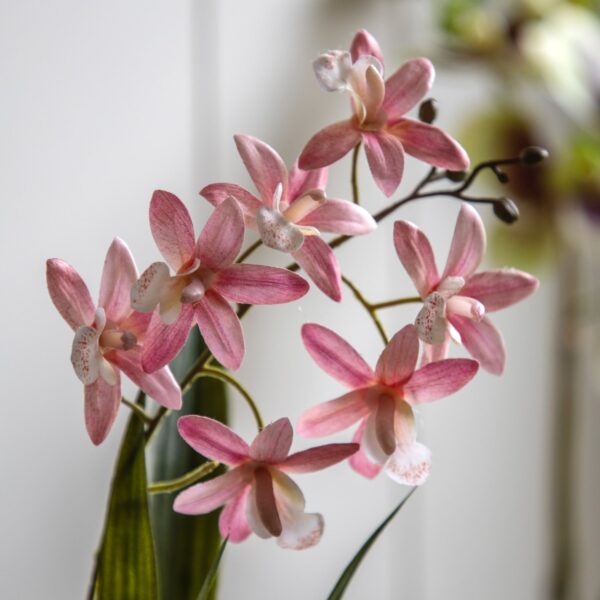Orchid in White Ceramic Dot Pot