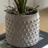 Orchid in White Ceramic Dot Pot