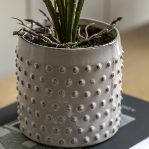 Orchid in White Ceramic Dot Pot